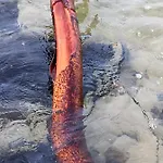Trollhus - Grosses Familienfreundliches Casa de Férias *